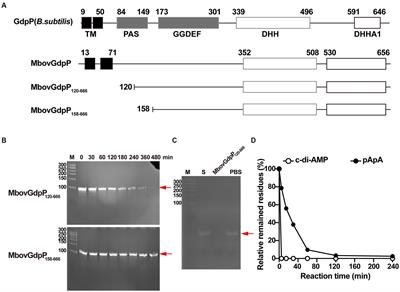 An atypical GdpP enzyme linking cyclic nucleotide metabolism to osmotic tolerance and gene regulation in Mycoplasma bovis